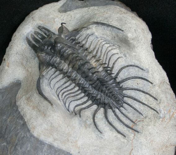 Rare Alien Looking Quadrops Trilobite - #8534